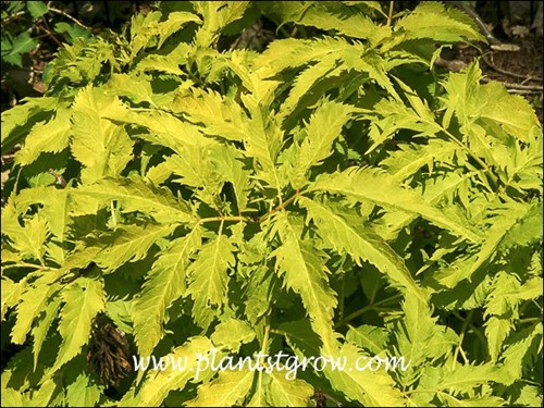 Early bright yellow foliage color